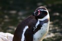 Tiergaten Schönbrunn Pinguin